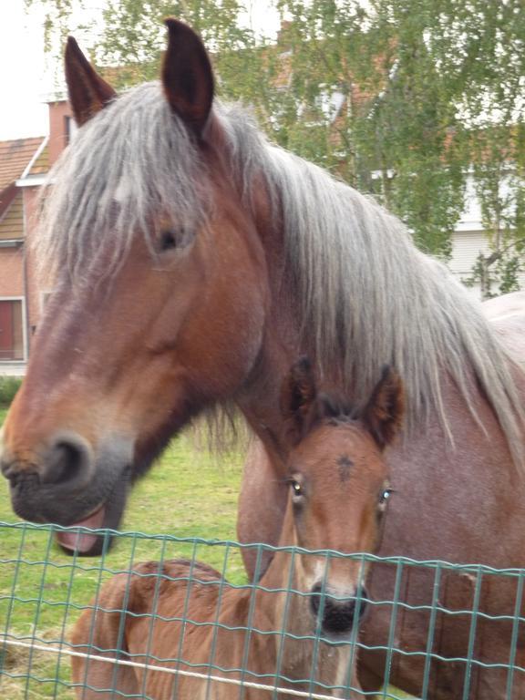 B&B Euverbraeke Beveren  Exteriör bild